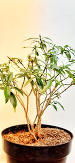 Close-up of potted plant