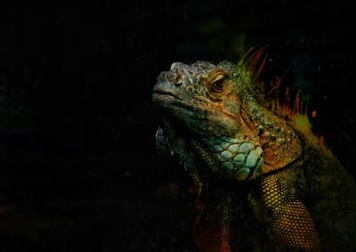 Close-up of iguana against black background