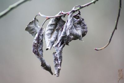 Close-up of dry leaves on plant during winter