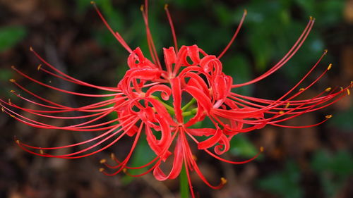 Close-up of red flowering plant