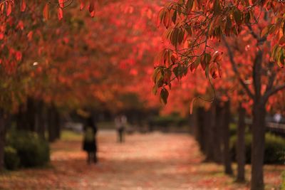 Trees growing in park during autumn