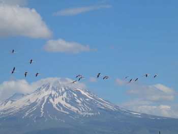 Flock of birds flying over snowcapped mountains against sky