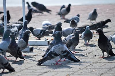 Flock of pigeons on footpath