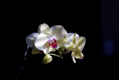 Close-up of white orchids blooming at night