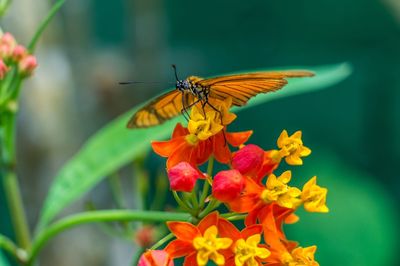 Close-up of butterfly pollinating on flower