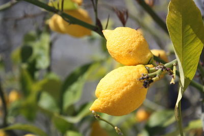 Close-up of leaves on tree
