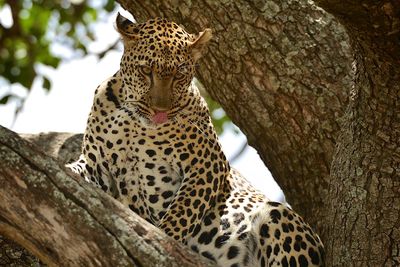 View of cat on tree trunk