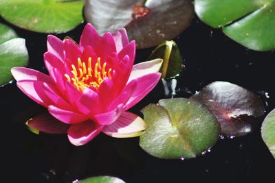 Close-up of lotus water lily