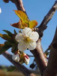 Close-up of cherry blossom against sky