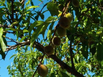 Low angle view of apples on tree