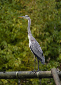 Close-up of gray heron perching on railing