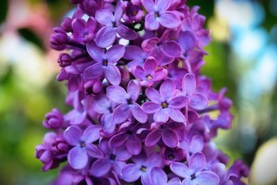 Close-up of purple flowers blooming outdoors