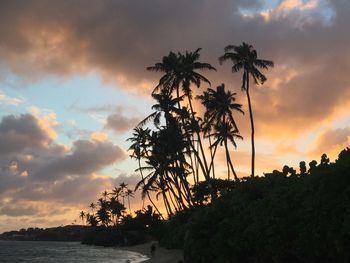 Silhouette of palm trees at beach during sunset