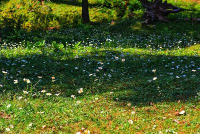 Plants growing on field