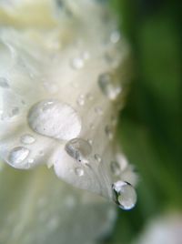 Close-up of water drops on leaf