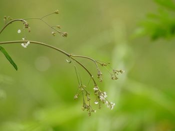 Close-up of insect on plant