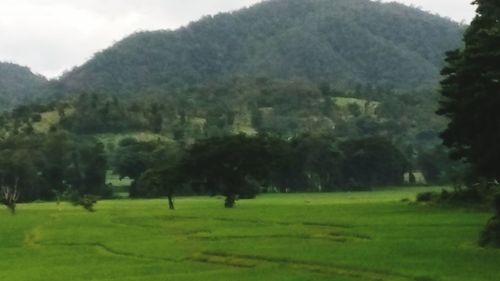 Scenic view of grassy field