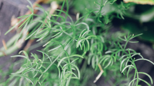 High angle view of plants growing on field