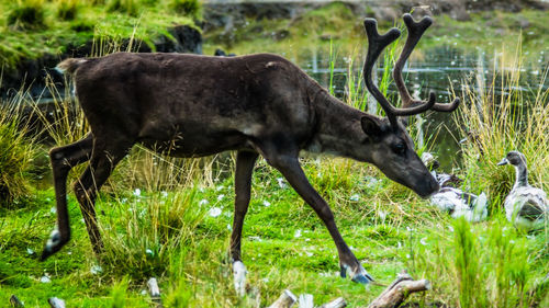 Deer standing in a field