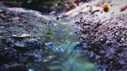 Close-up of grass in water