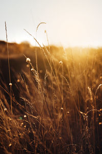 Close-up of stalks in field against sky