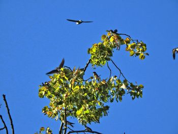 Low angle view of bird flying against clear blue sky