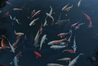 High angle view of koi carps swimming in sea