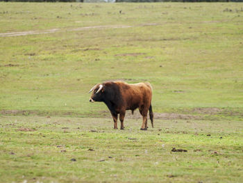 Horse on field