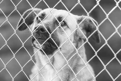 Close-up of dog seen through chainlink fence