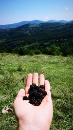 Cropped hand of person holding blackberries on mountain