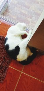 High angle view of cat sleeping on floor