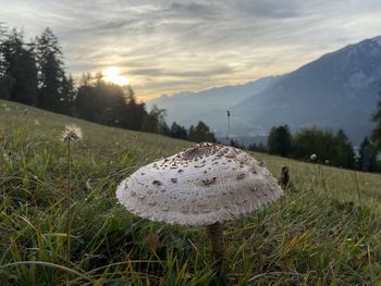 Scenic view of field against sky during sunset