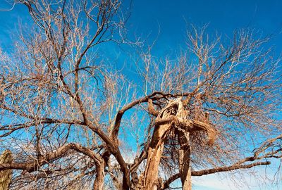Low angle view of dead tree against blue sky