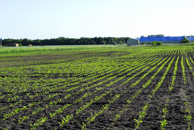 Scenic view of agricultural field against sky