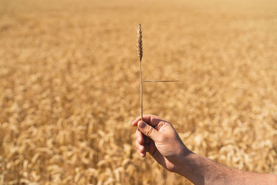 Farmer's hands touch young wheat. the concept of planting and harvesting a rich harvest.