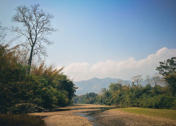 Scenic view of river amidst trees against sky