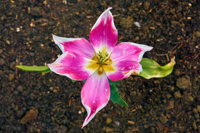 High angle view of pink flower