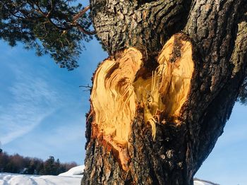 Panoramic shot of tree trunk against sky during winter