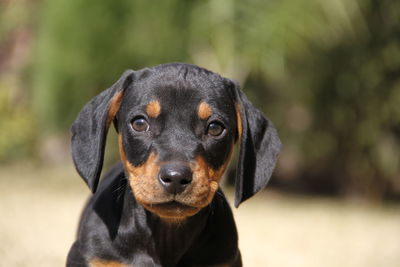 Close-up portrait of black dog