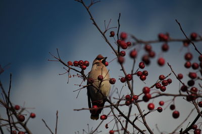 Low angle view of berries on tree against sky