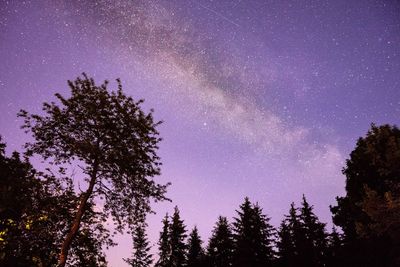 Low angle view of silhouette trees against sky at night