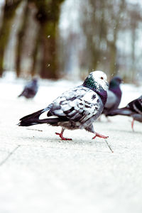 Pigeons perching on man eating bird