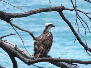 Bird perching on a tree