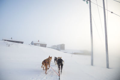 A beautiful husky dog team pulling a sled in beautiful norway morning scenery. 