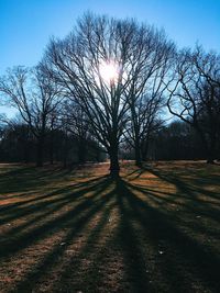 Bare trees on landscape against sky