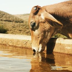 Close-up of cow standing in water