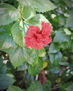 Close-up of pink hibiscus blooming outdoors