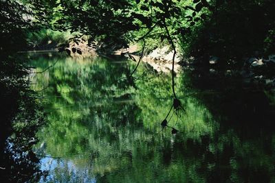 Scenic view of lake in forest