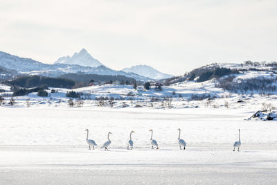 Scenic winter landscape