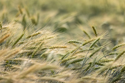 Close-up of wheat field